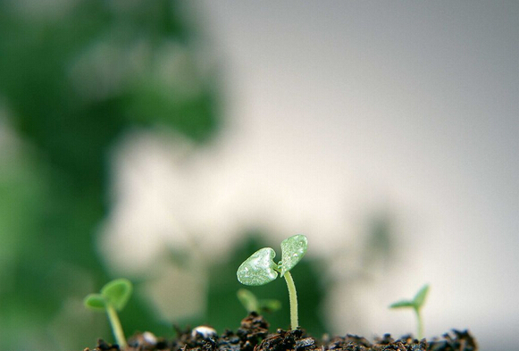 植物類(lèi)原料生產(chǎn)碳粉以降低二氧化碳的排放
